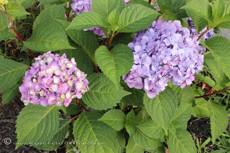 7-29 hydrangea