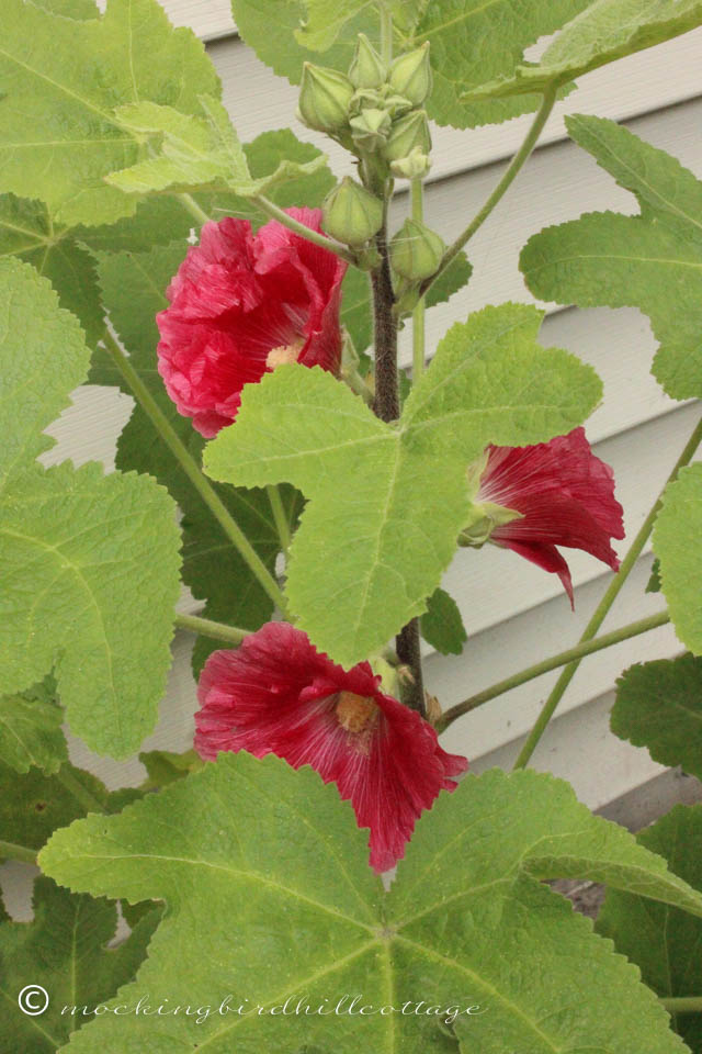 7-29 threehollyhocks