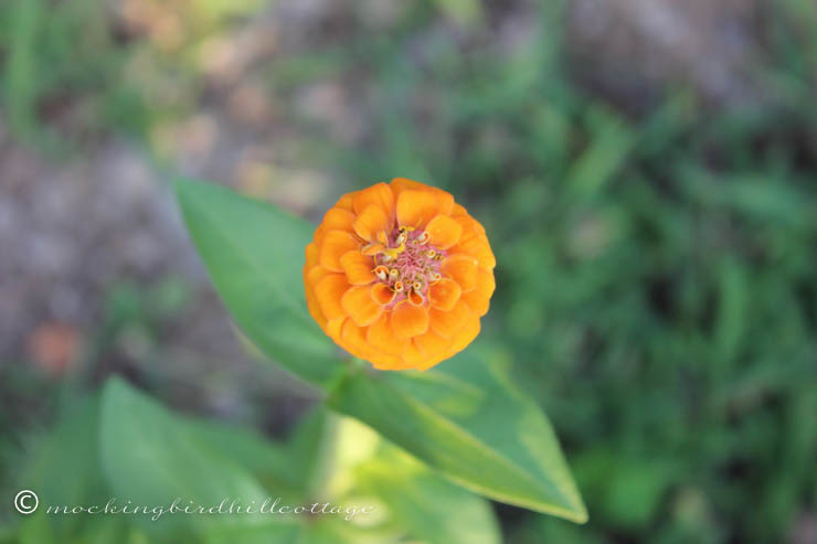 7-29 zinnia