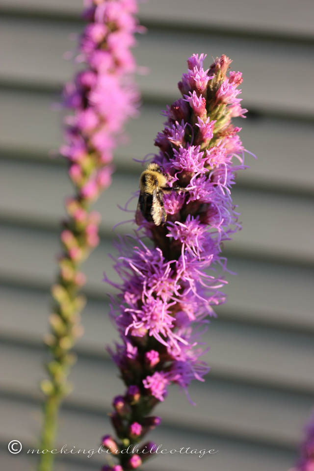 7-30 bee on liatris