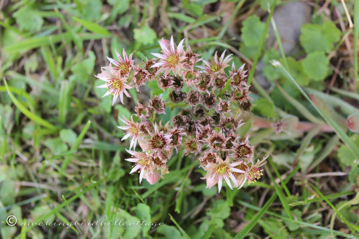 7-31 hens&chicks bloom