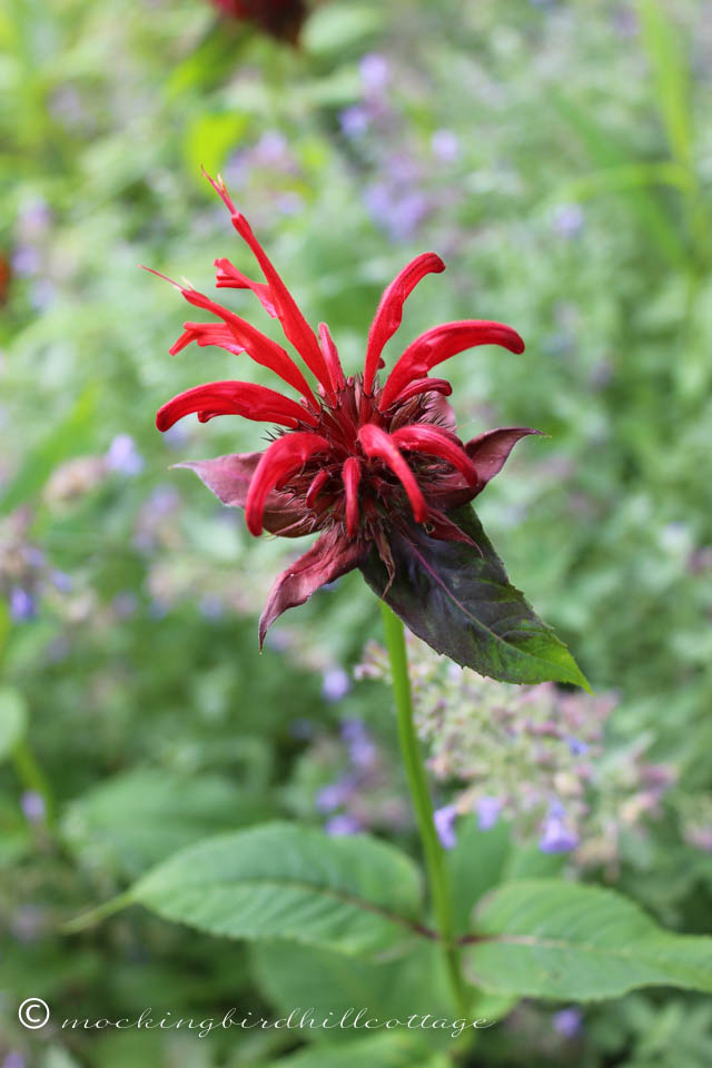 7-8 bee balm