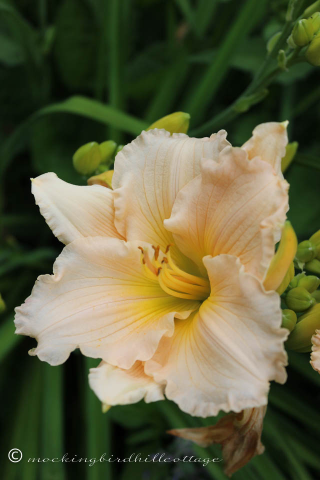 7-8 day lily