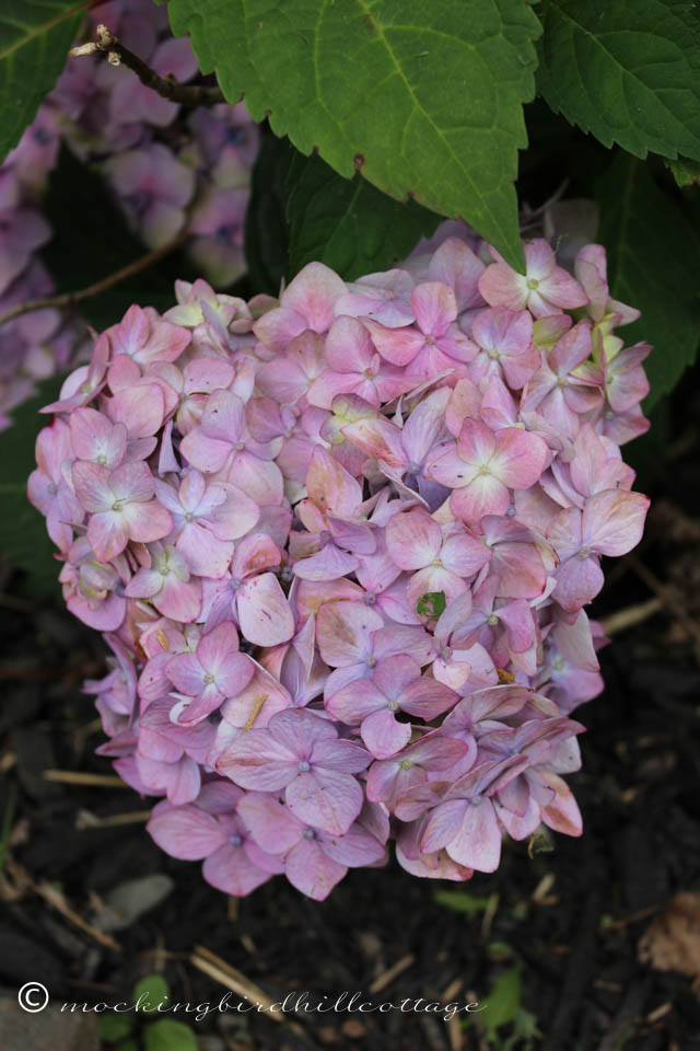 7-8 hydrangea