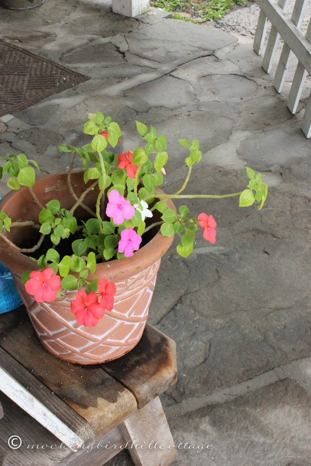 7-8 overwintered impatiens