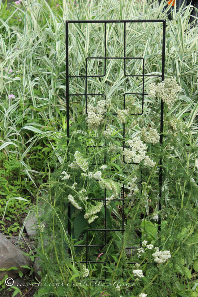 7-9 yarrow on trellis