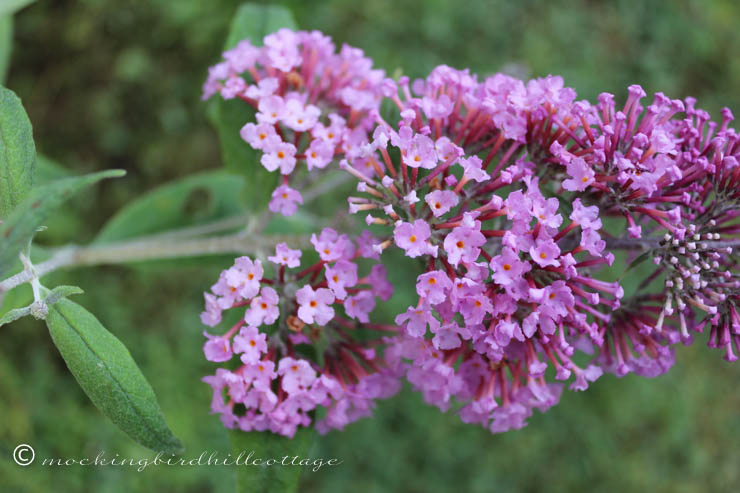 8-1 butterfly bush