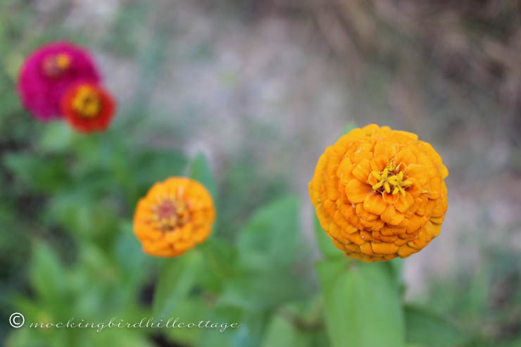 8-10 zinnias