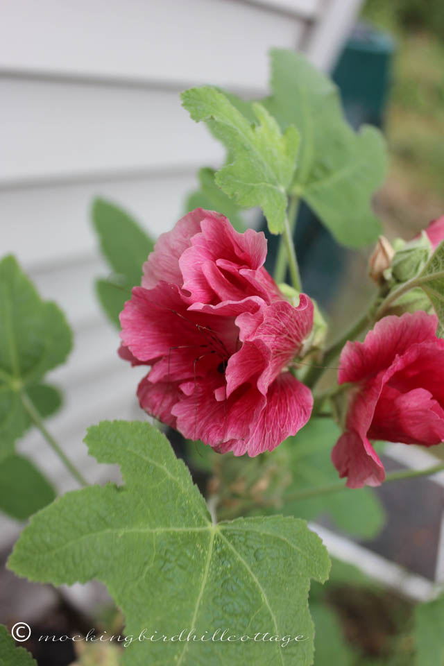 8-11 hollyhocks & spider