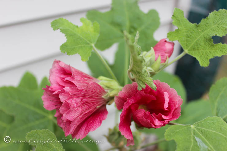 8-11 hollyhocks