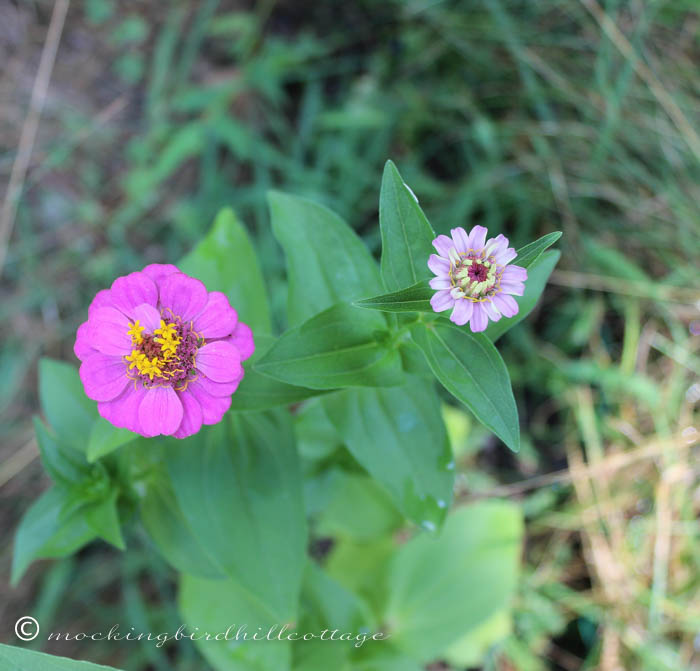 8-11 zinnias