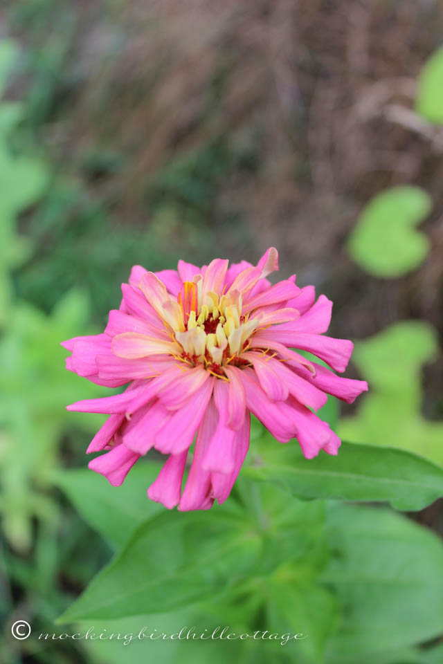 8-13 big zinnia