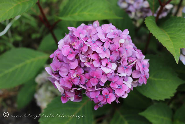 8-14 hydrangea