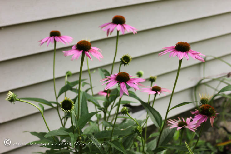 8-15 coneflowers