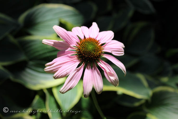 8-15 lit coneflower