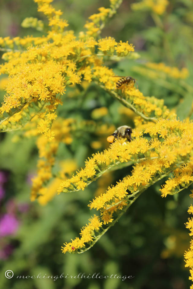 8-17 goldenrod bees