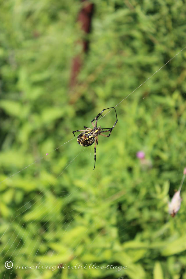 8-17 yellow garden spider 2