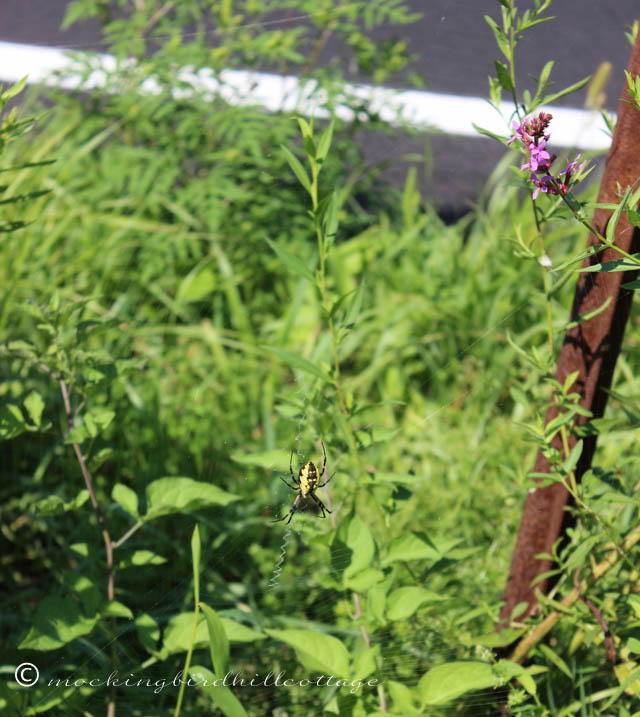 8-17 yellow garden spider