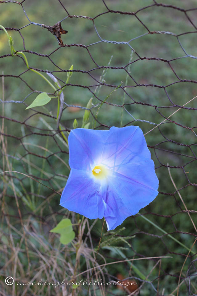 8-26 morning glory 1