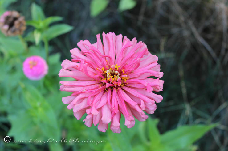 8-26 zinnia