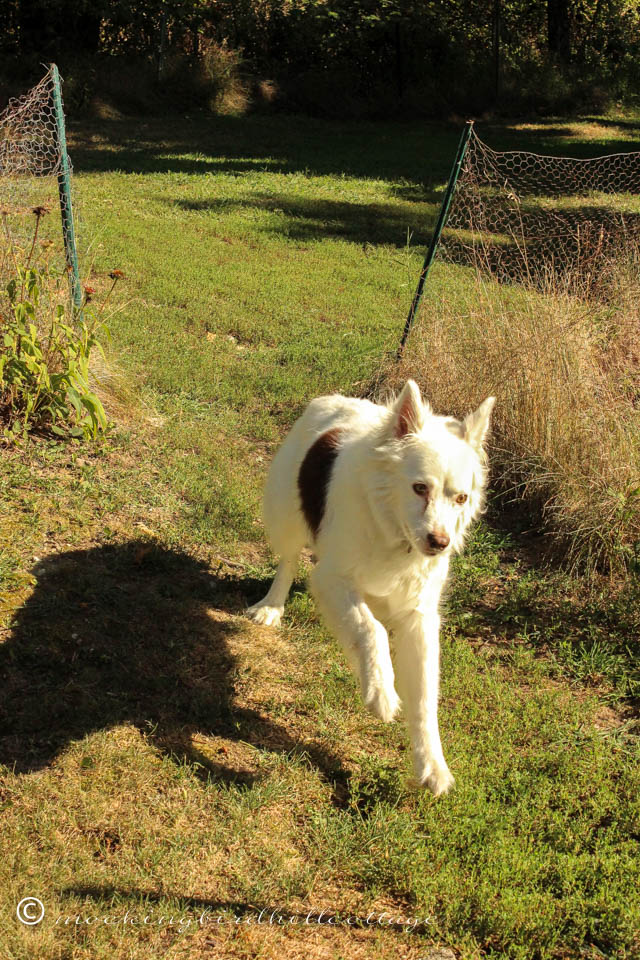 8-29 Scoutie galloping