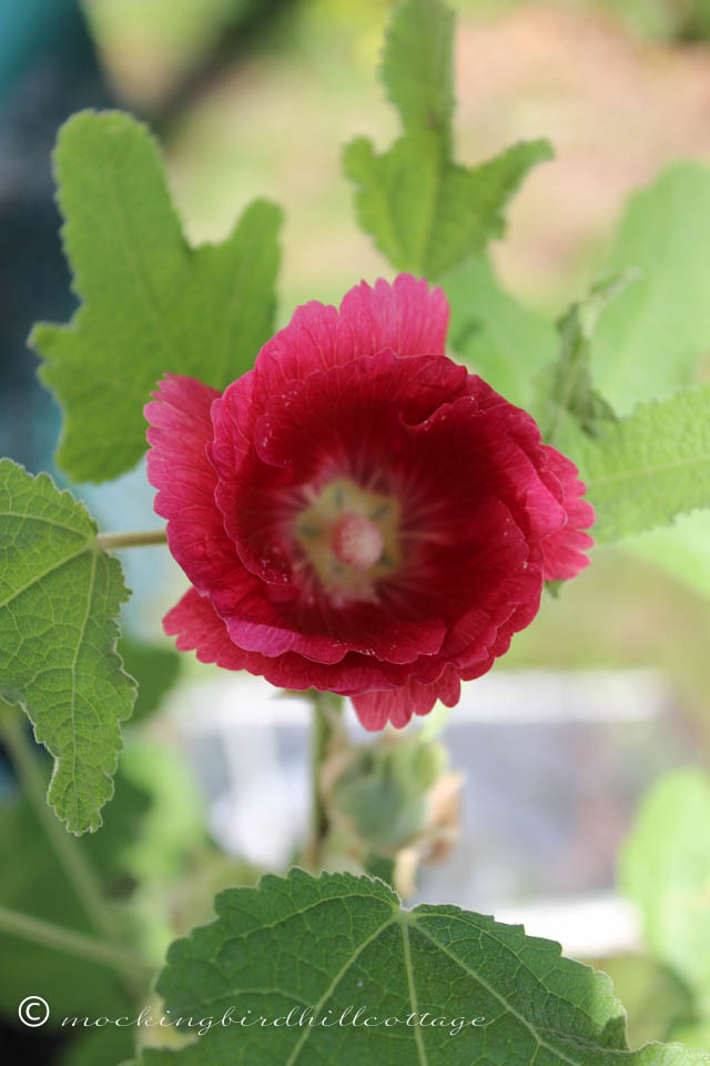 8-29 hollyhock