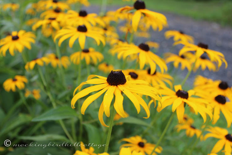 8-3 rudbeckia_