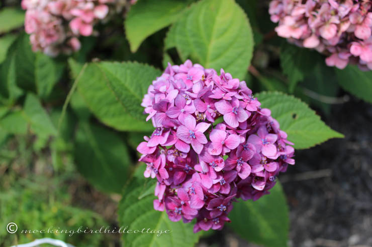 8-31 hydrangea