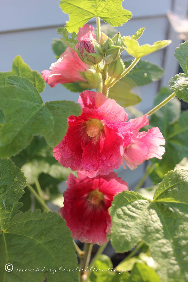 8-4 hollyhock