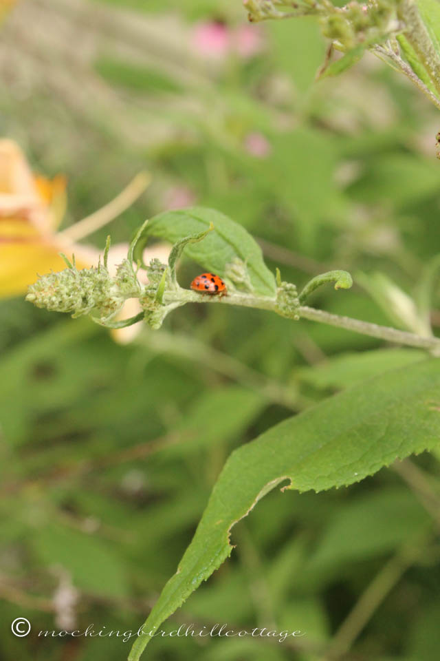 8-5 ladybug1