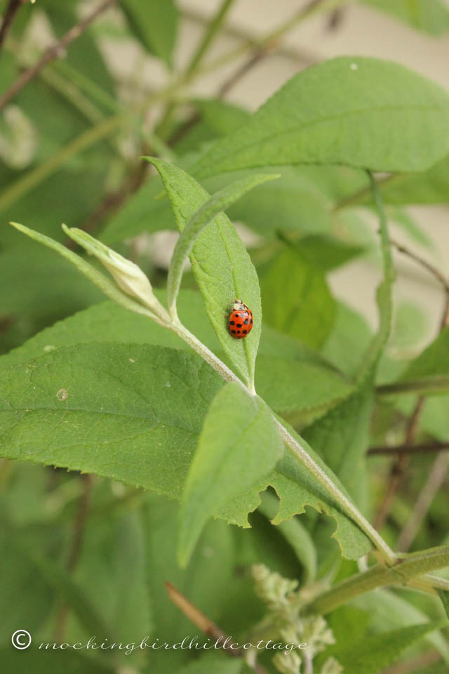 8-5 ladybug3