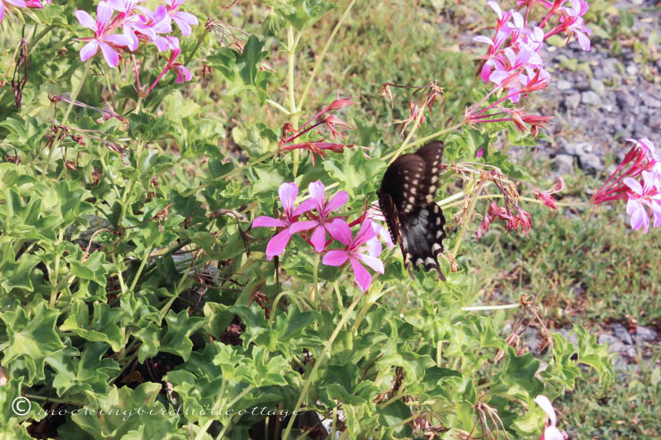 8-7 swallowtail