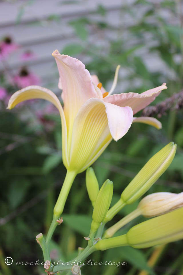 8-8 daylily