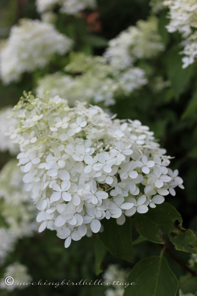 8-9 limelight hydrangea 1