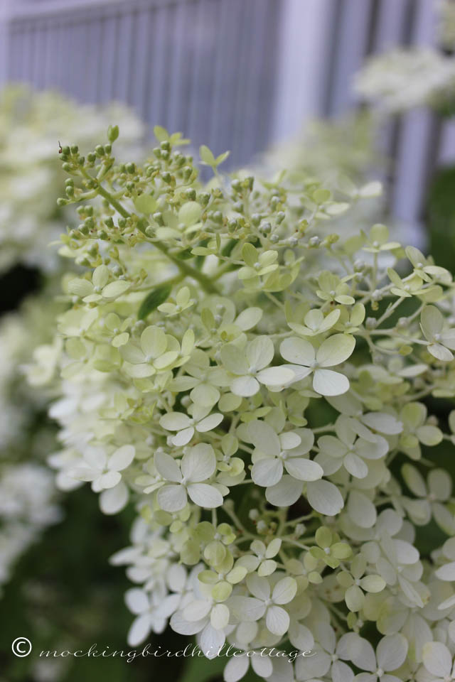 8-9 limelight hydrangea 2