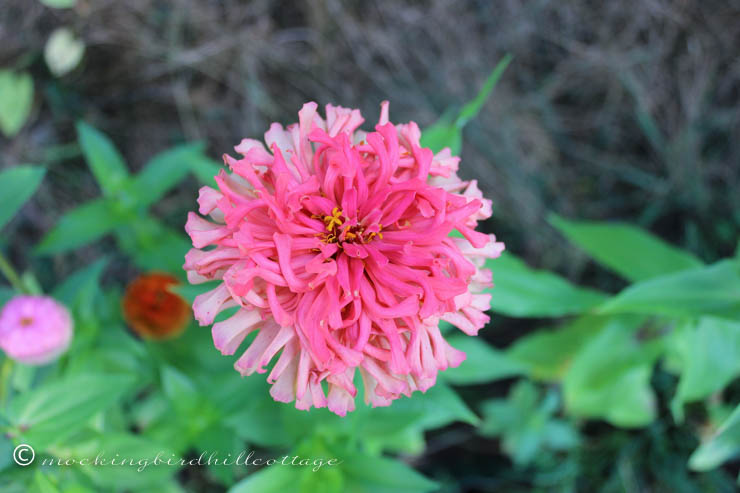 9-16 zinnia