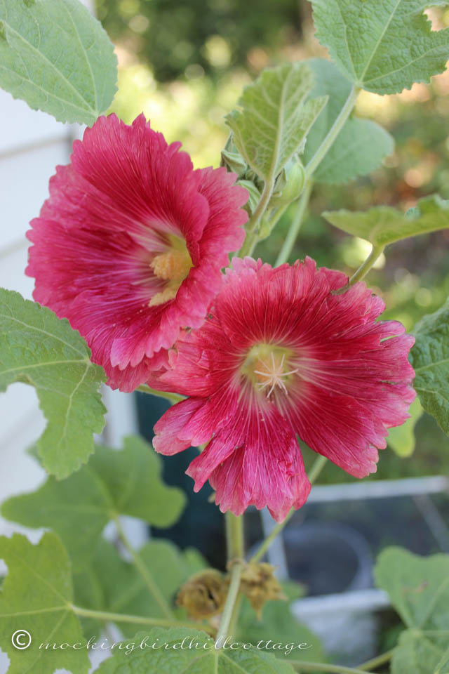 9-18 hollyhocks