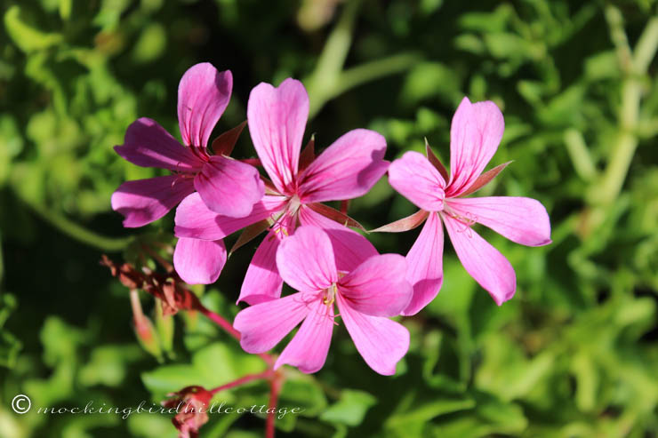 9-2 geranium