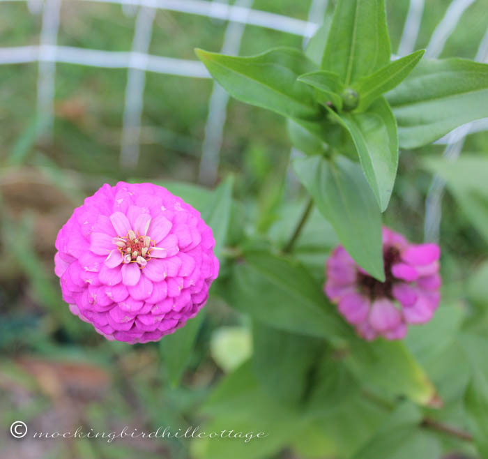 9-2 zinnias