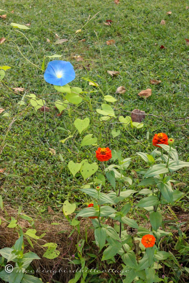 9-20 chicken wire fence garden