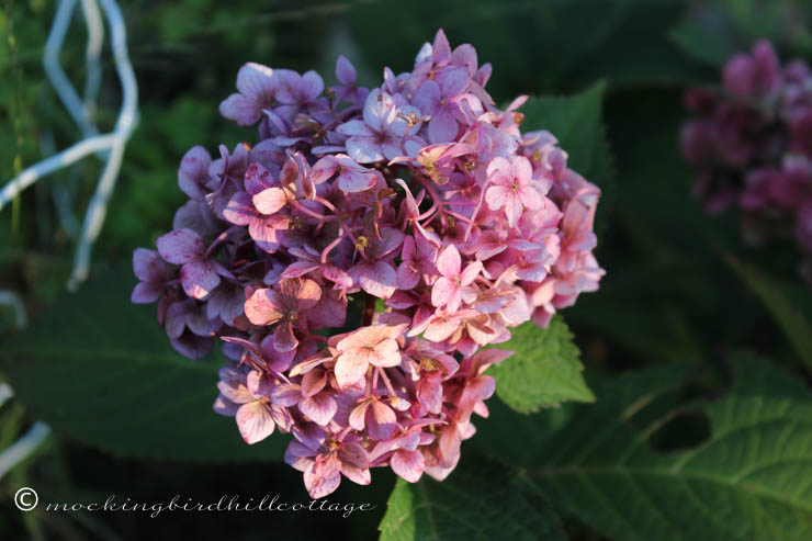 9-21 late summer hydrangea