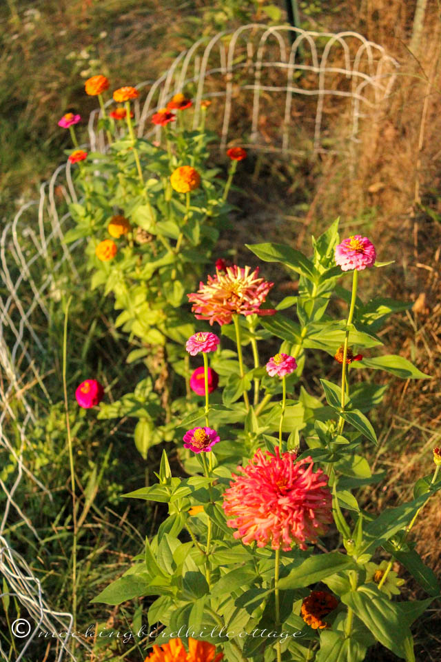 9-21 late summer zinnias