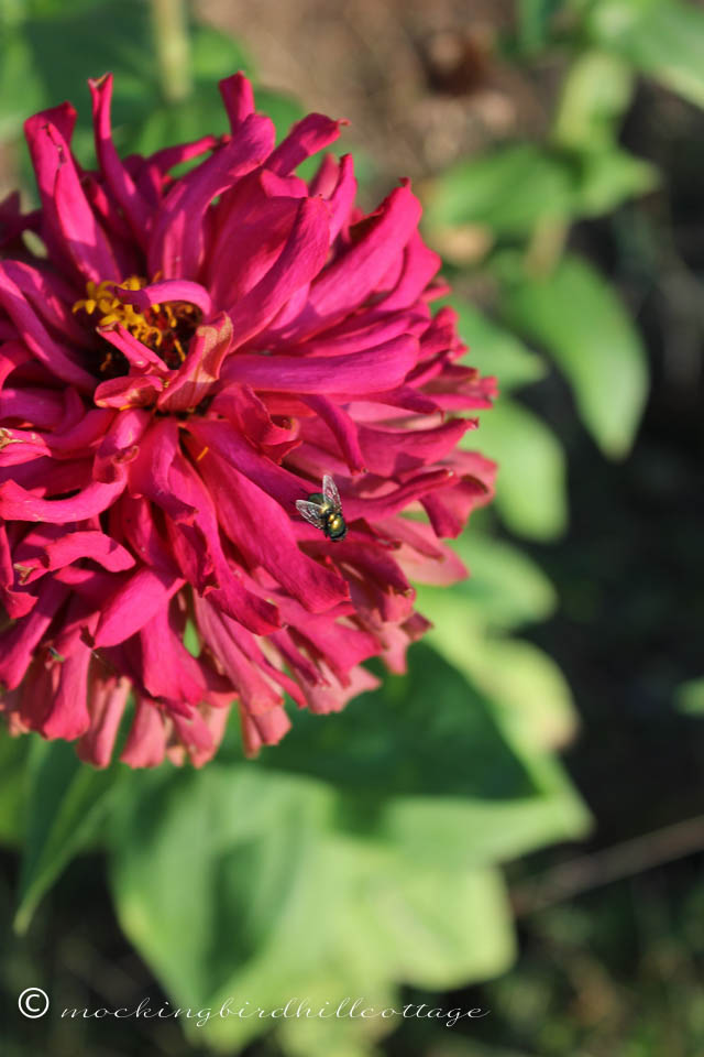 9-21 zinnia and fly