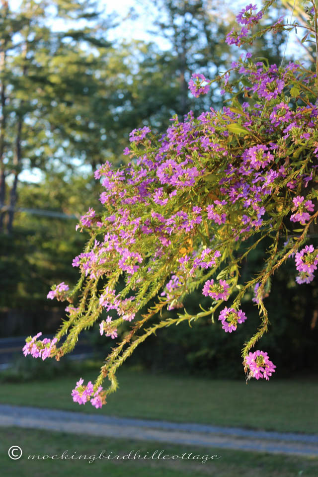 9-25 porch scaevola