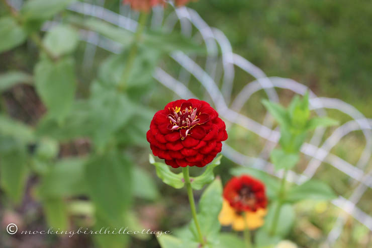 9-27 red zinnia