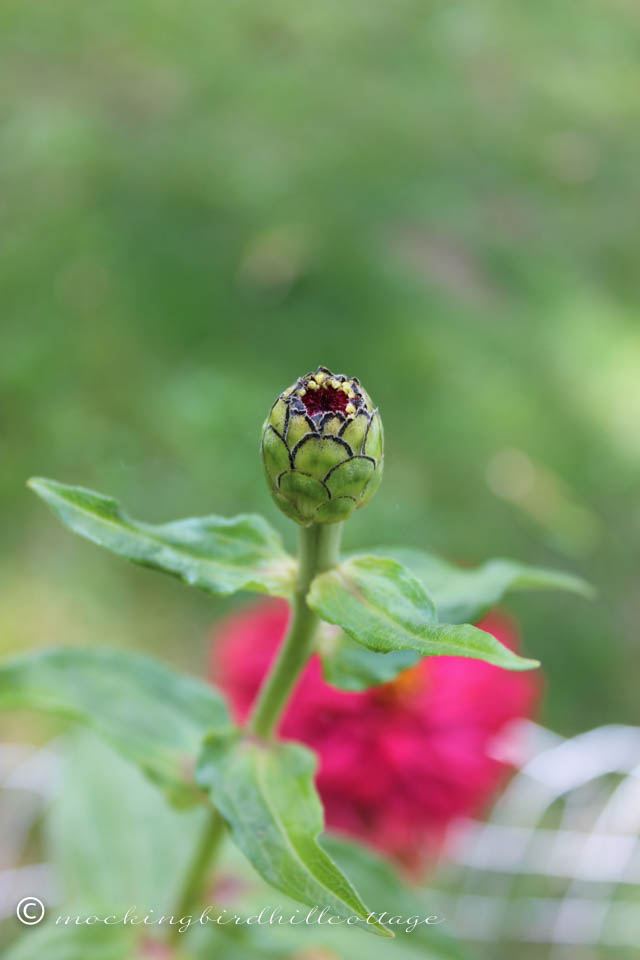 9-27 zinnia bud