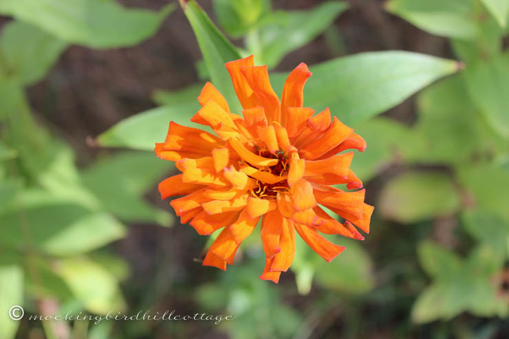 9-29 orange zinnia