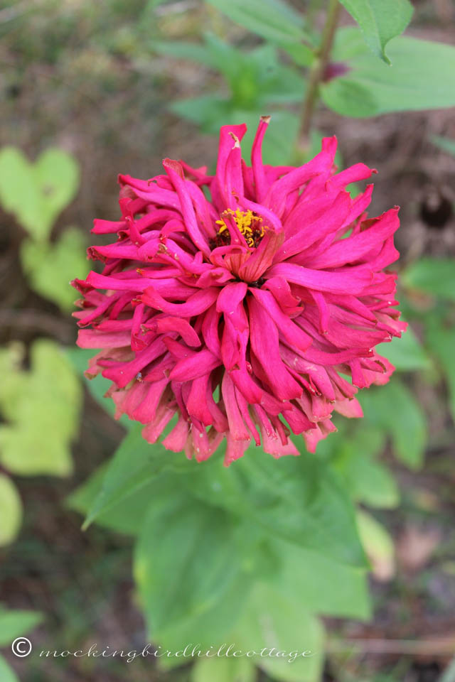 9-30 zinnia