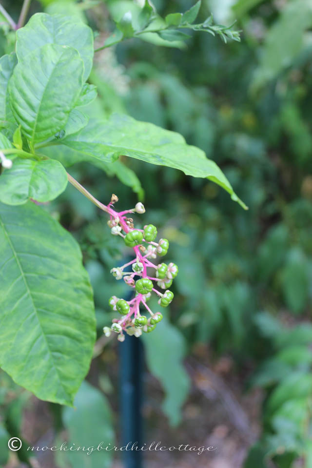 9-6 pokeweed