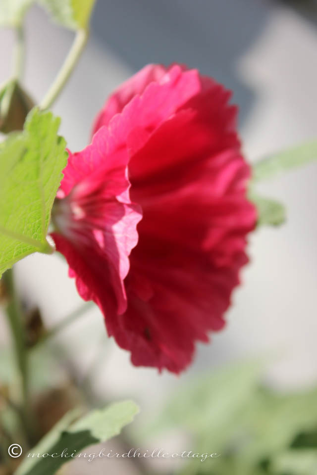 9-8 hollyhock